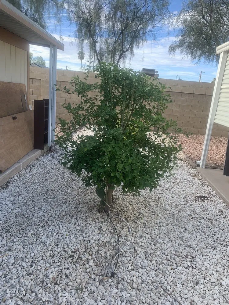 Professional outdoor landscaping for year-round maintenance in Phoenix, AZ by Spring Landscaping