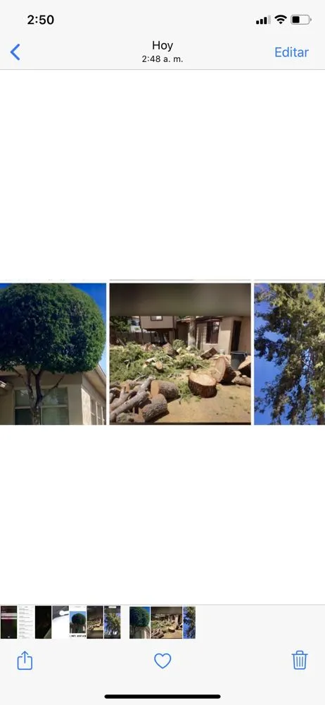 Reliable landscaping services in Phoenix, AZ - Spring Landscaping