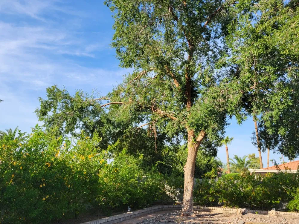 Trusted landscaping services for year-round maintenance across Phoenix, AZ - Spring Landscaping