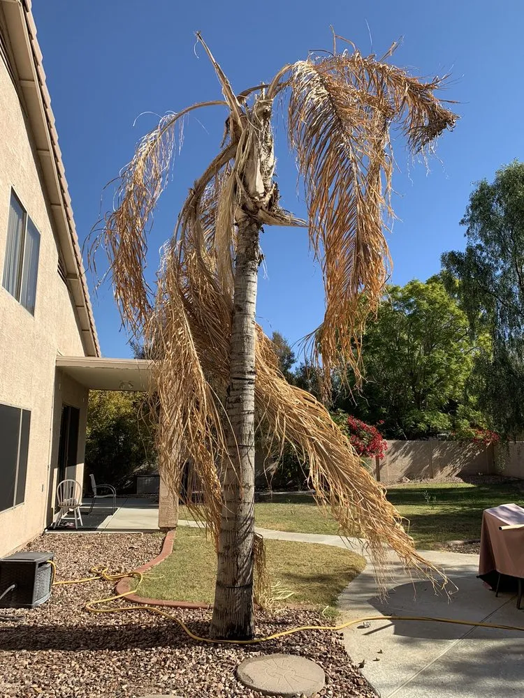 Local residential landscaping in Phoenix, AZ by Spring Landscaping