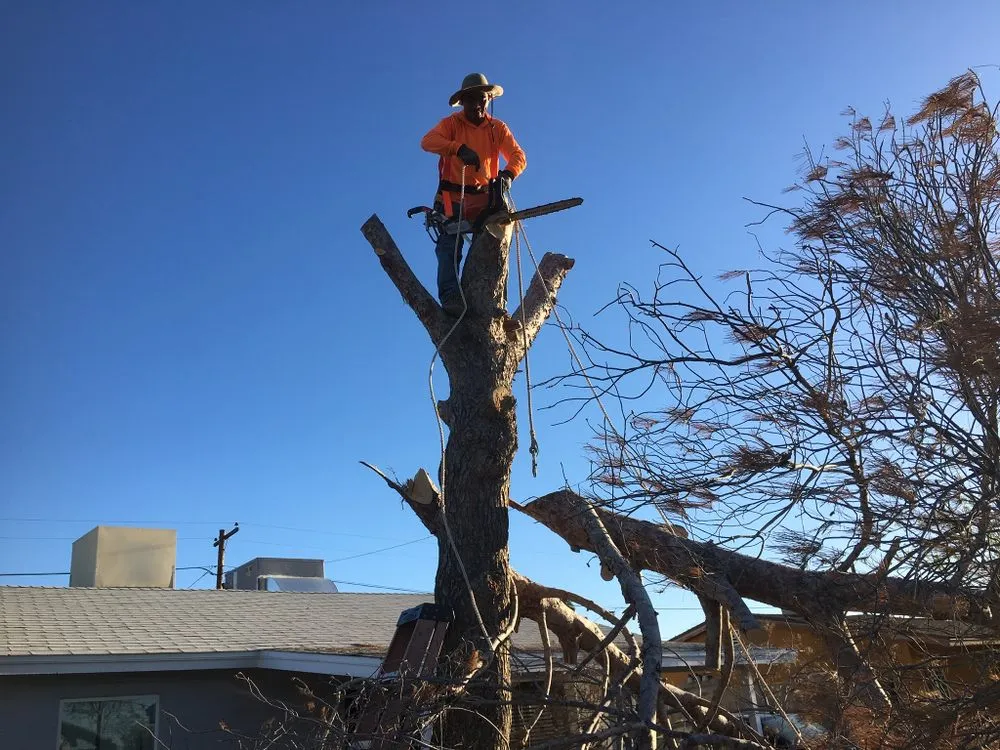 Professional outdoor landscaping experts serving Phoenix, AZ - Spring Landscaping