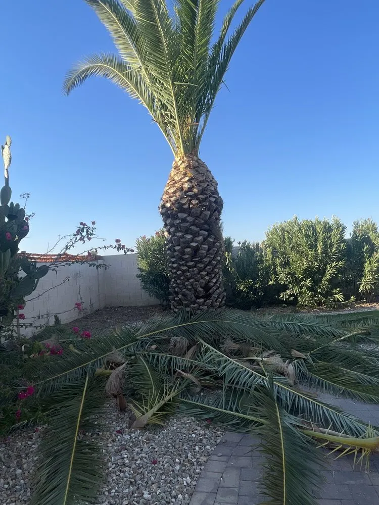 Top-rated lawn care service near you across Phoenix, AZ - Spring Landscaping