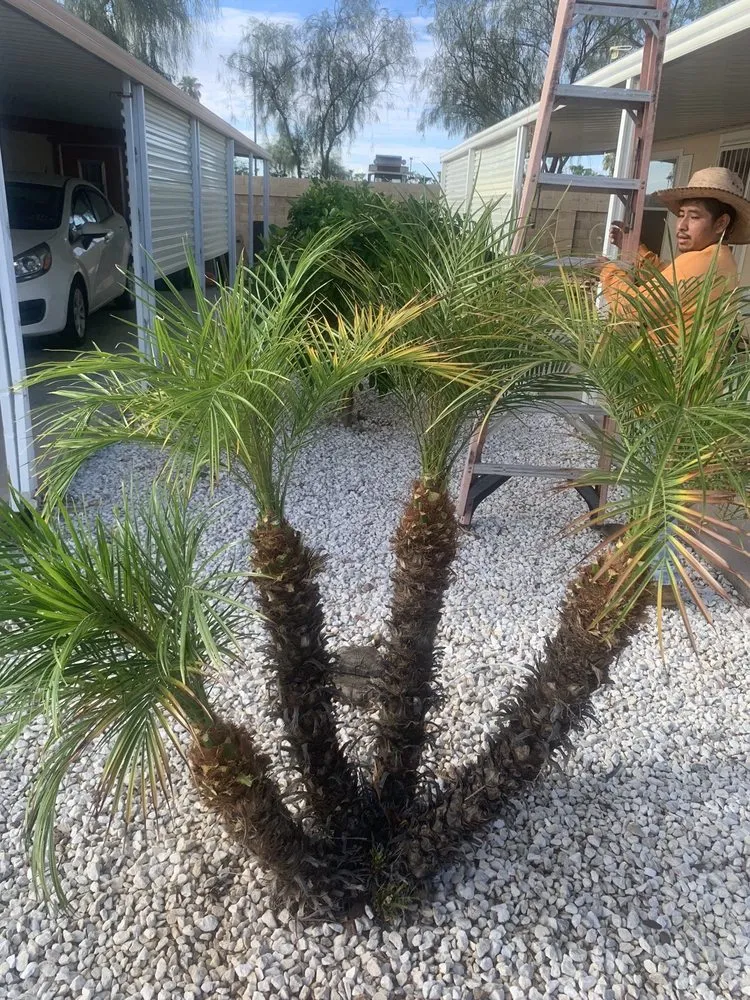 Top-rated landscape design in Phoenix, AZ - Spring Landscaping