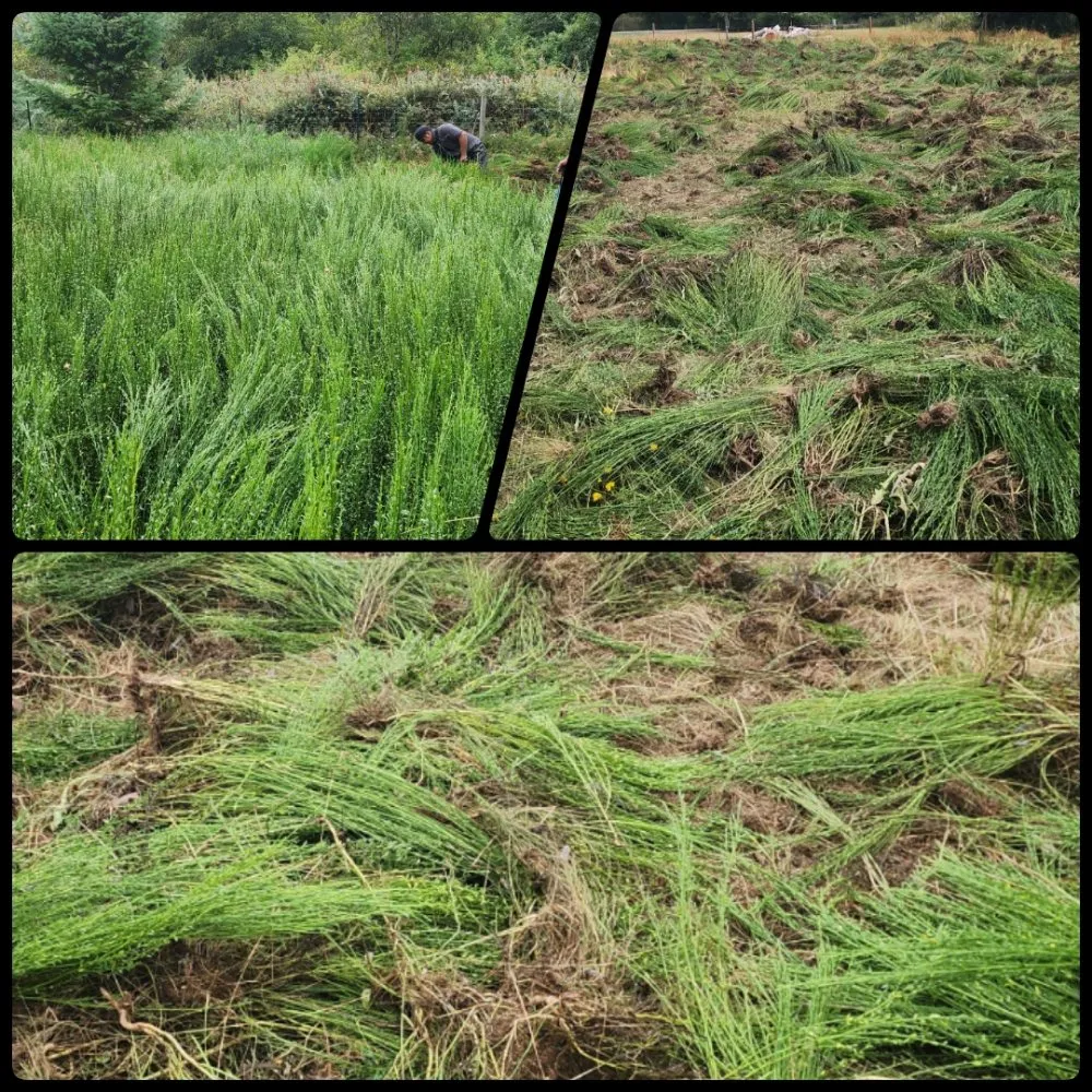 Trusted outdoor landscaping for year-round maintenance in Bremerton, WA by Spring Time & Landscape