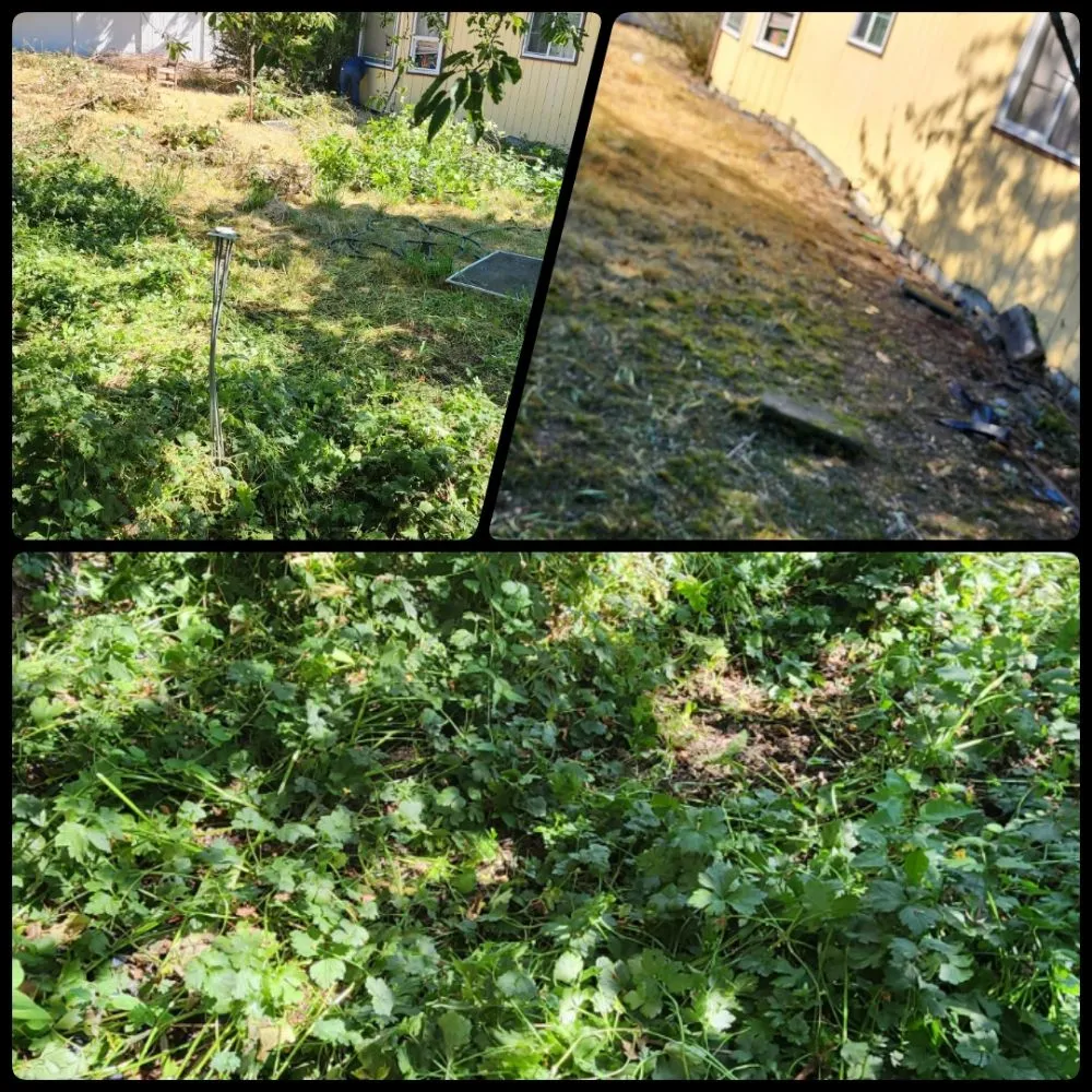 Expert landscape installation in Bremerton, WA - Spring Time & Landscape