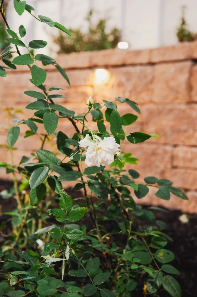 Trusted yard maintenance in San Luis Obispo, CA - Spring Time Landscaping