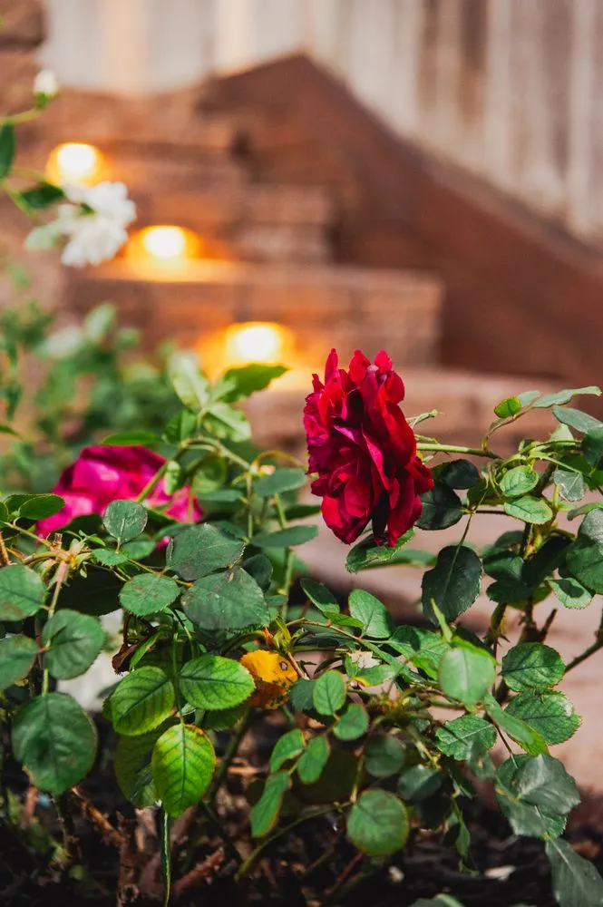 Affordable lawn care service in San Luis Obispo, CA by Spring Time Landscaping