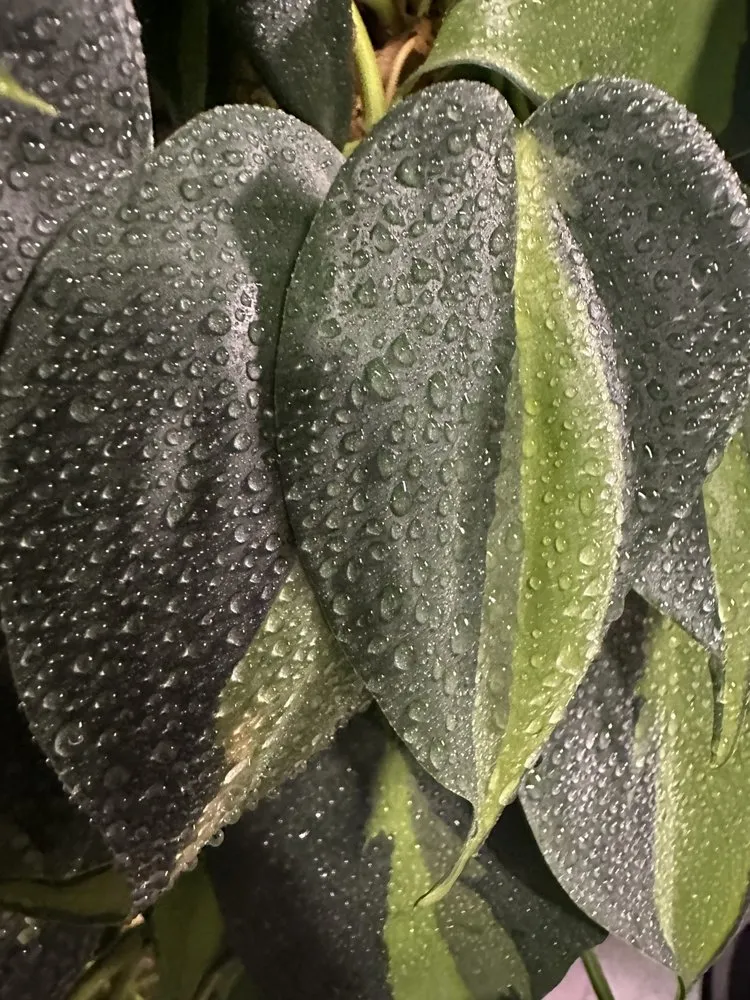 Affordable landscaping services for residential properties in Genoa, NY by Spring Water Farm Mowing