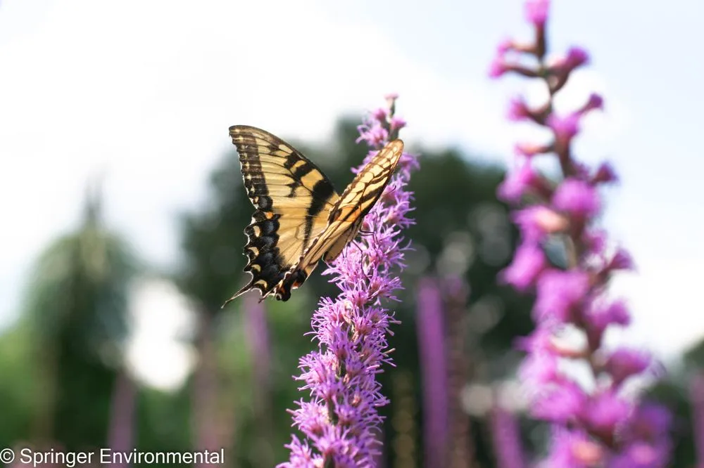 Top-rated residential landscaping for homes in Plant City, FL by Springer Environmental Services