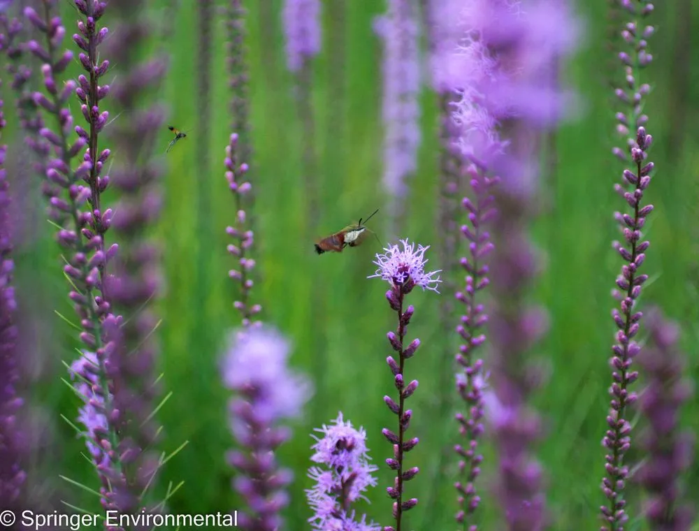 Local landscape design for residential properties across Plant City, FL - Springer Environmental Services