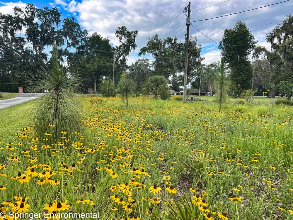 Local landscaping services for residential properties across Plant City, FL - Springer Environmental Services