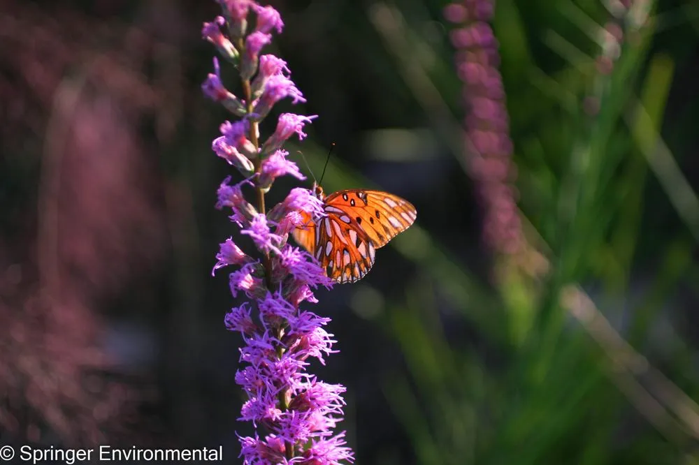Reliable yard cleanup service near you in Plant City, FL by Springer Environmental Services