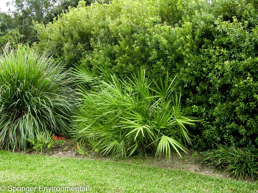 Professional lawn mowing service for homes in Plant City, FL by Springer Environmental Services