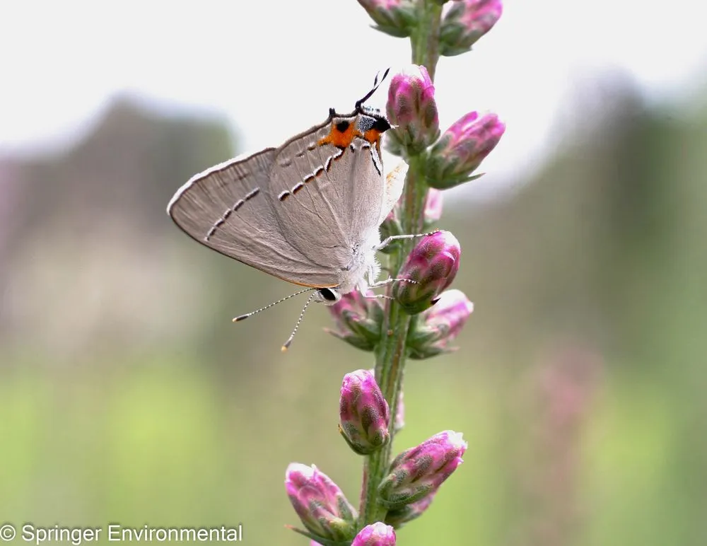 Local lawn mowing service for year-round maintenance in Plant City, FL by Springer Environmental Services