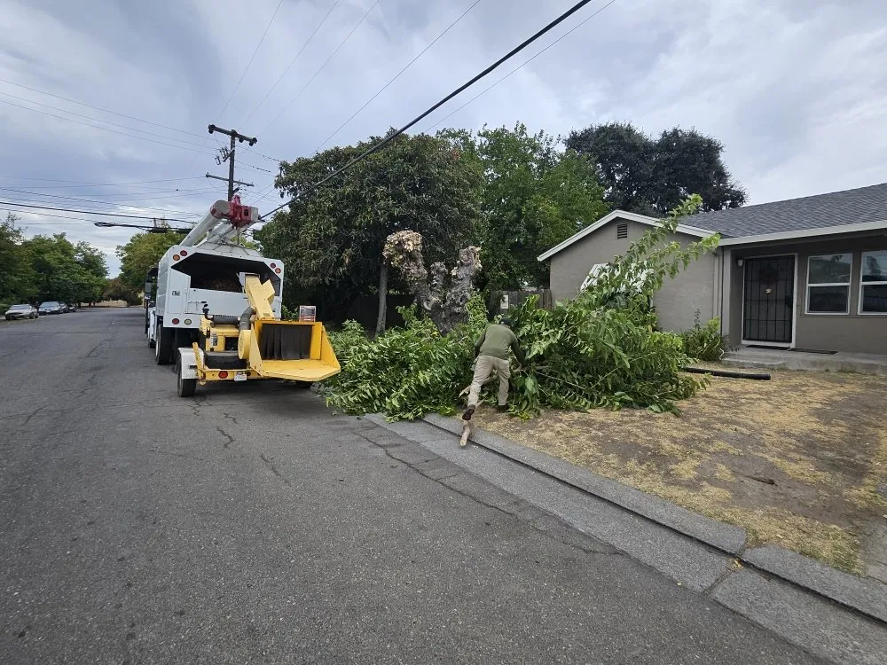 Affordable outdoor landscaping experts serving Stockton, CA - Springer Landscaping