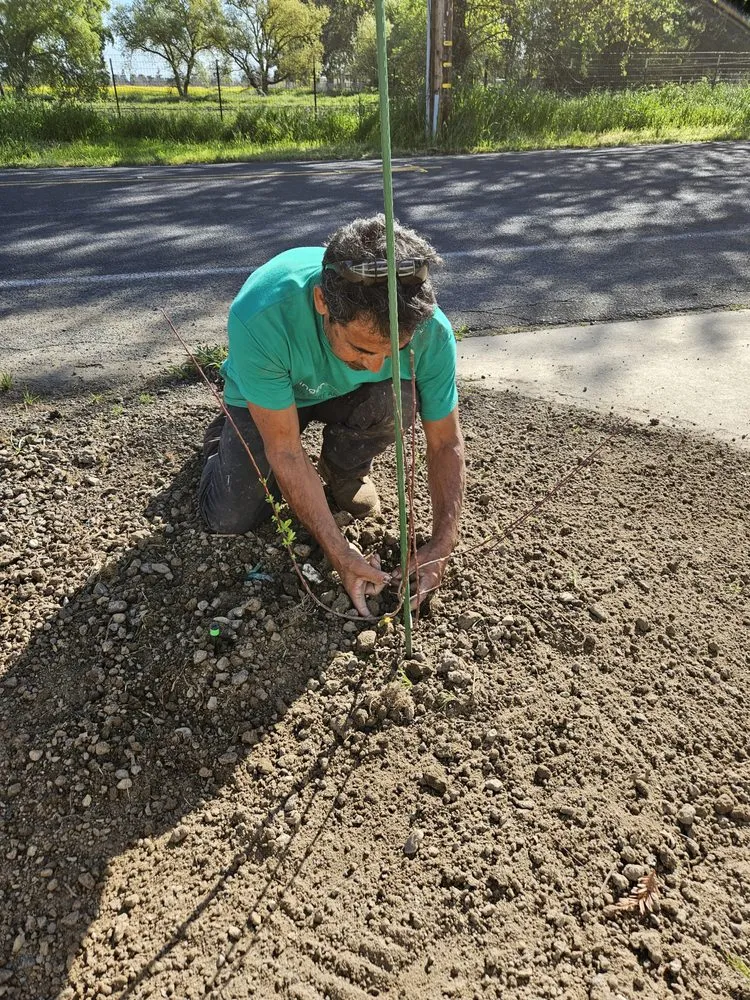 Reliable lawn care service experts serving Stockton, CA - Springer Landscaping