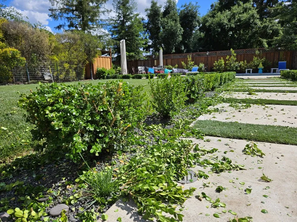 Top-rated garden landscaping for beautiful yards across Stockton, CA - Springer Landscaping