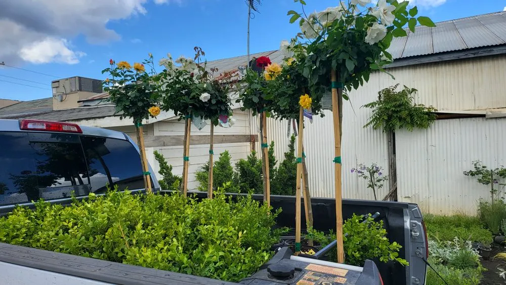 Professional yard cleanup service in Stockton, CA - Springer Landscaping