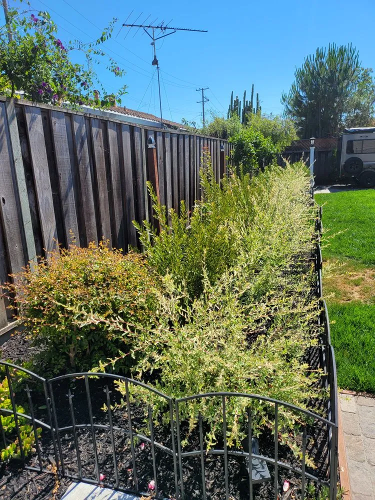 Top-rated lawn mowing service with custom design in Stockton, CA by Springer Landscaping