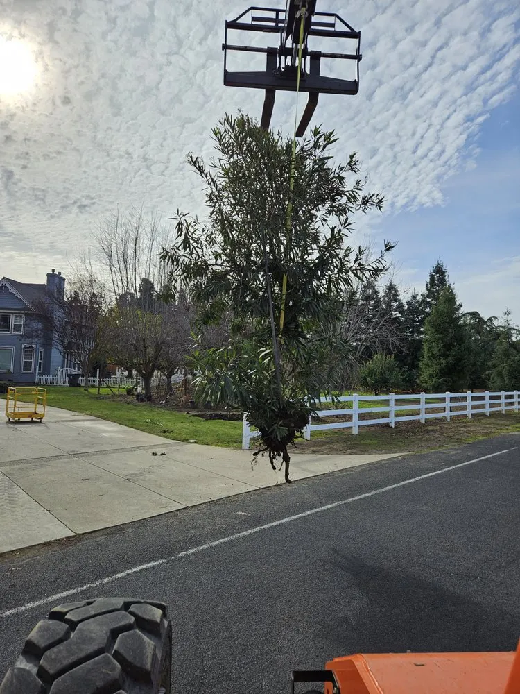 Affordable landscaping services for residential properties across Stockton, CA - Springer Landscaping