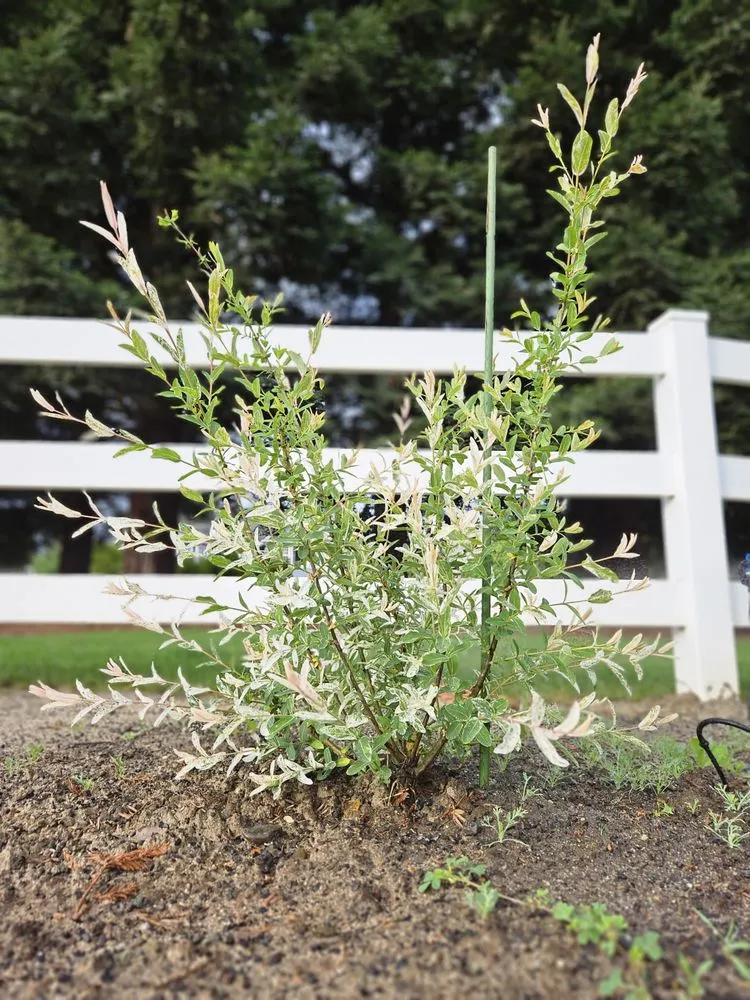 Trusted lawn care service for beautiful yards in Stockton, CA by Springer Landscaping