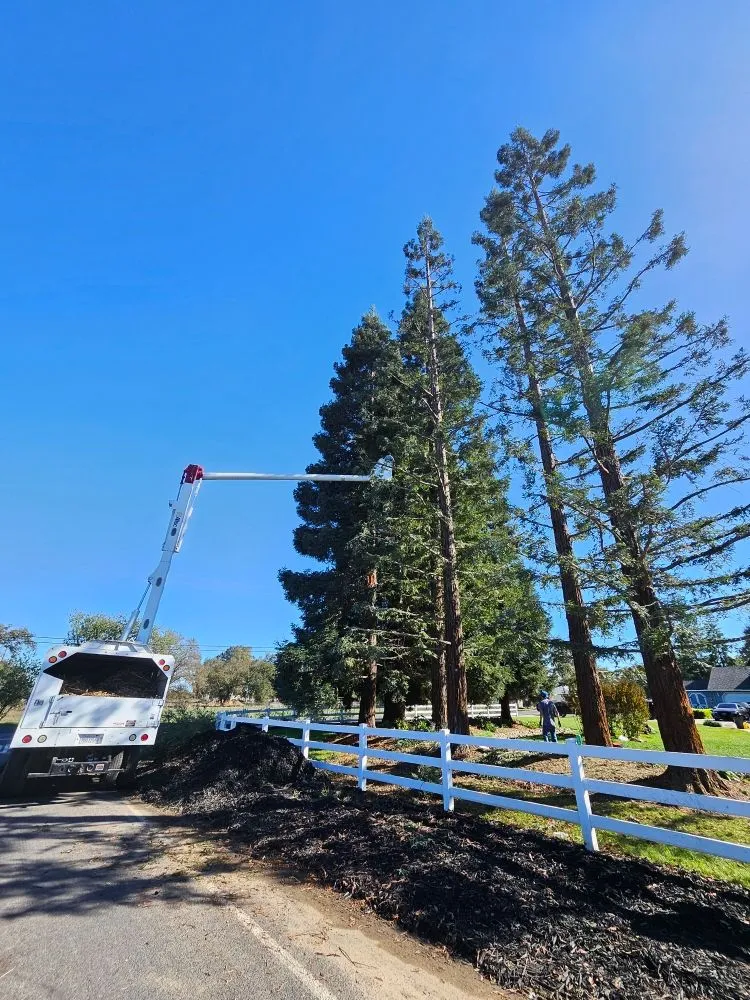 Reliable lawn mowing service for beautiful yards in Stockton, CA by Springer Landscaping