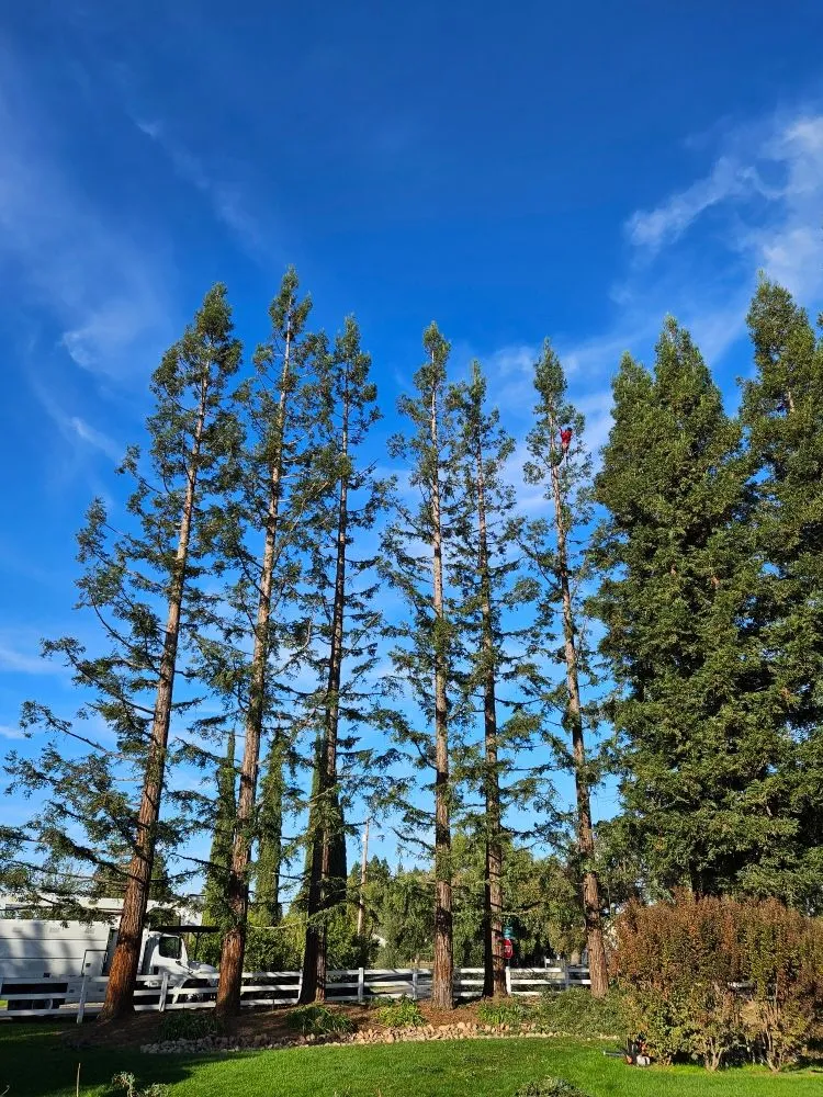 Top-rated landscaping services in Stockton, CA - Springer Landscaping