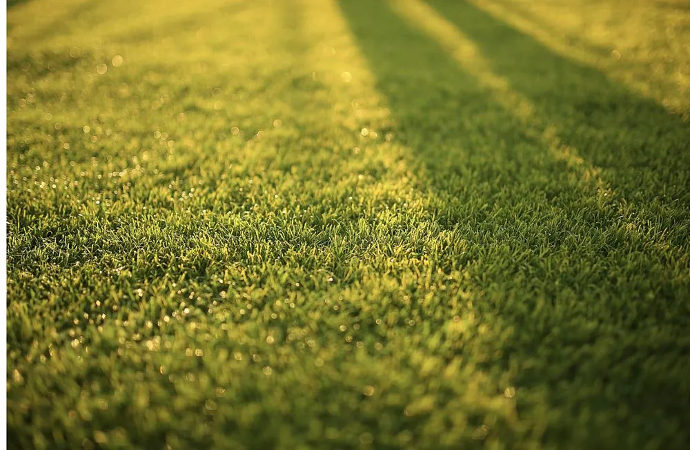 Expert landscaping services experts serving Sherwood, AR - Springer Lawn Care