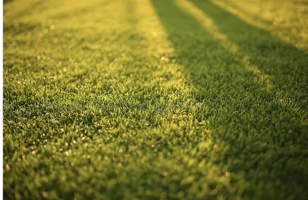 Springer Lawn Care Logo