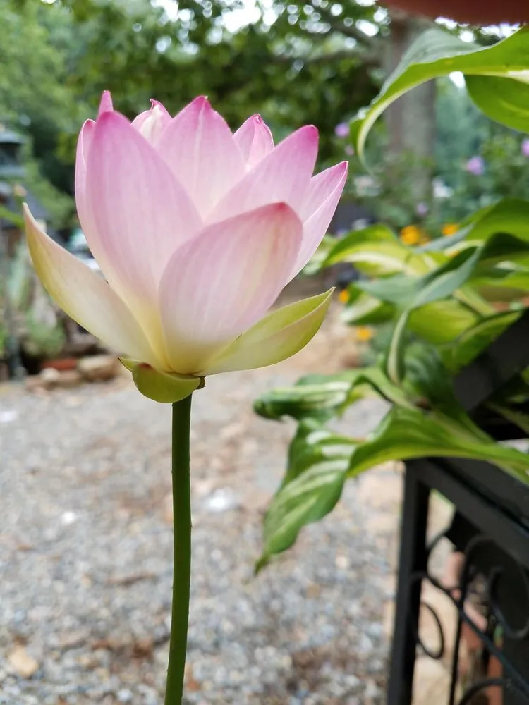 Expert lawn mowing service experts serving Youngsville, NC - Springer Ponds and Water Gardens