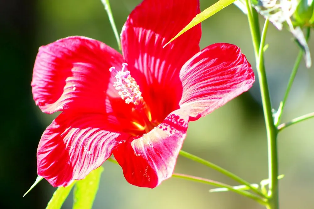 Custom lawn mowing service in Youngsville, NC by Springer Ponds and Water Gardens