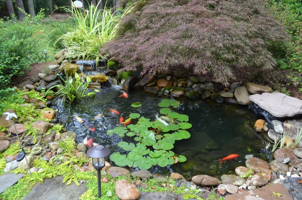 Expert yard maintenance in Youngsville, NC - Springer Ponds and Water Gardens