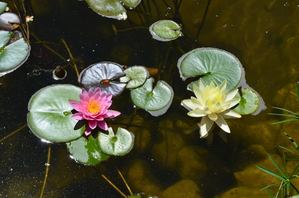 Custom residential landscaping for outdoor upgrades across Youngsville, NC - Springer Ponds and Water Gardens