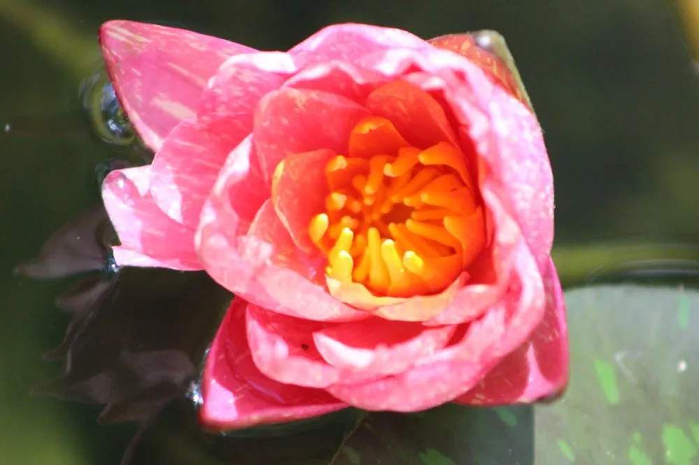 Professional landscaping services for homes in Youngsville, NC by Springer Ponds and Water Gardens