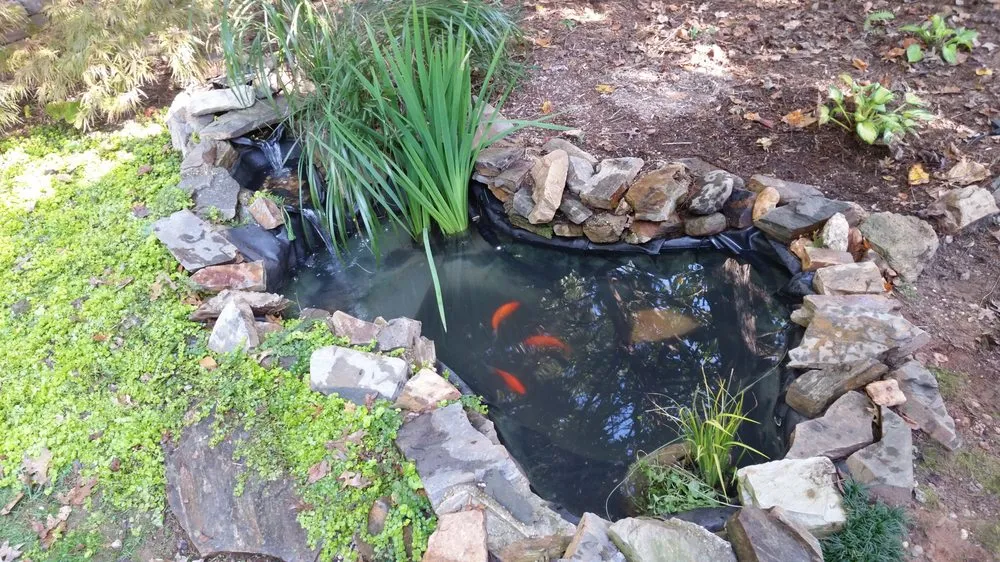 Affordable landscaping services for beautiful yards across Youngsville, NC - Springer Ponds and Water Gardens