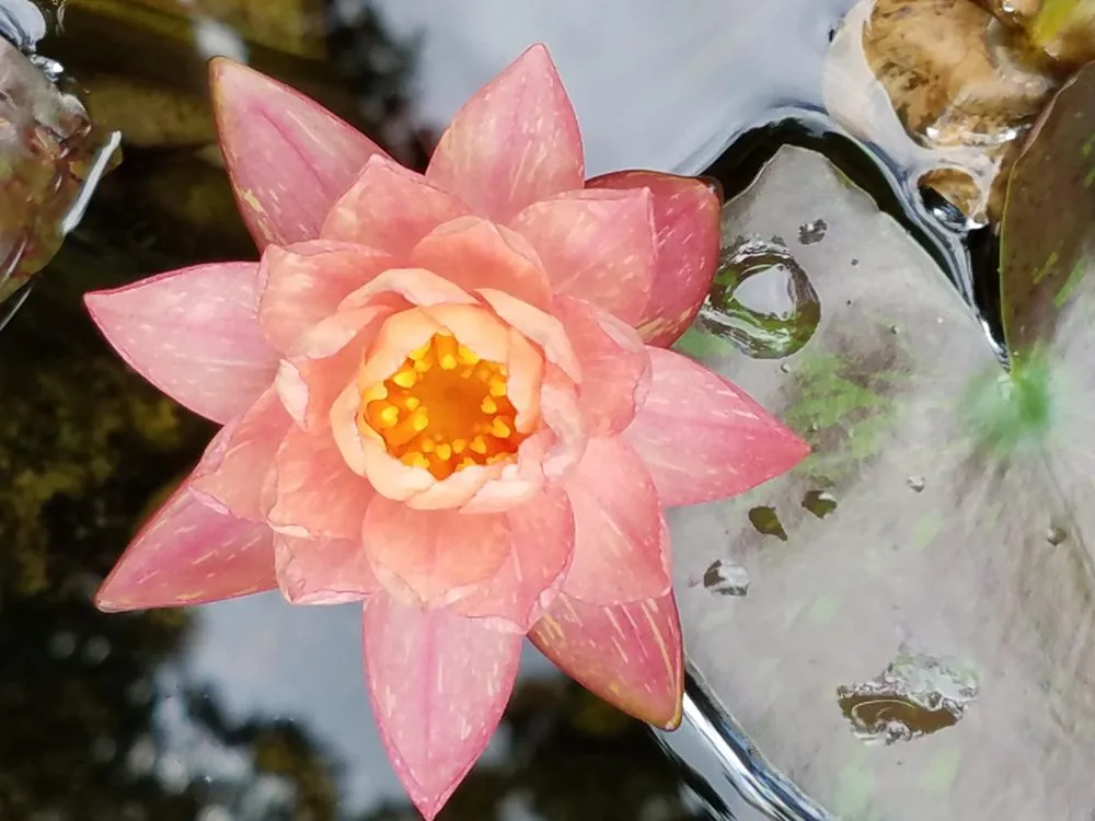 Top-rated lawn mowing service for homes in Youngsville, NC by Springer Ponds and Water Gardens