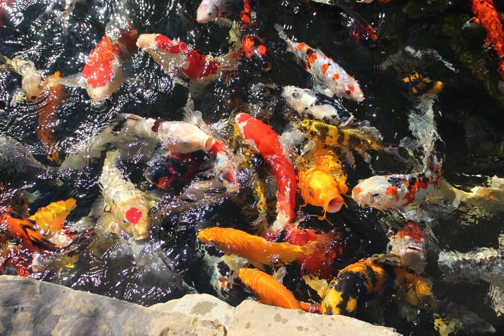 Top-rated lawn mowing service in Youngsville, NC - Springer Ponds and Water Gardens