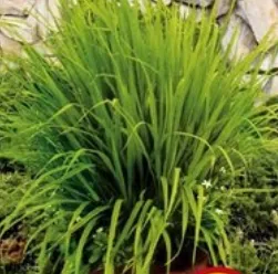 Professional garden landscaping for outdoor upgrades in Lorton, VA by Springfield Lawn Service