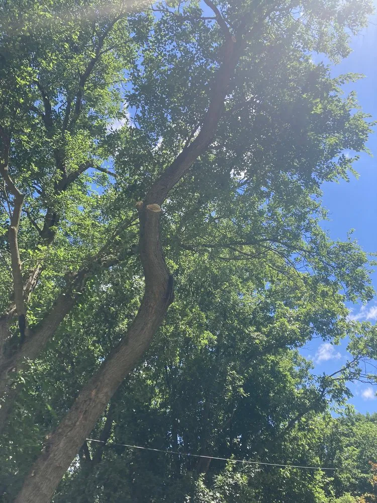 Affordable landscaping services in Malvern, PA - Springfield Tree & Land