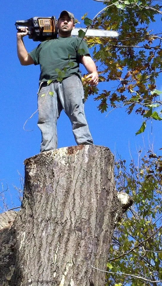 Custom yard maintenance in Malvern, PA by Springfield Tree & Land