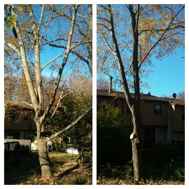 Top-rated outdoor landscaping for beautiful yards across Malvern, PA - Springfield Tree & Land