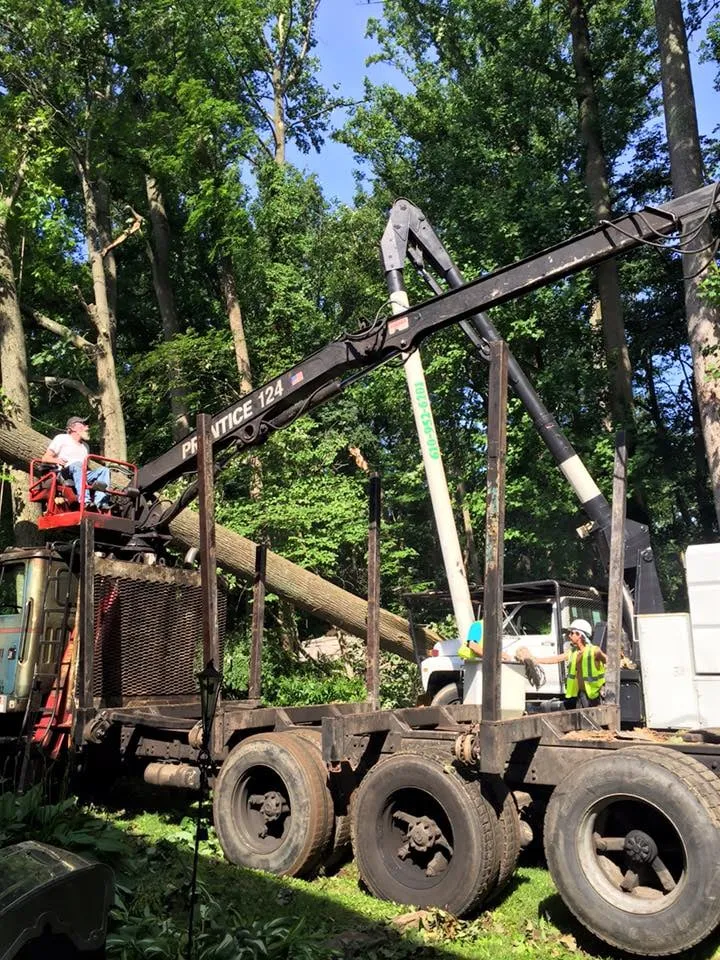 Professional yard maintenance in Malvern, PA - Springfield Tree & Land