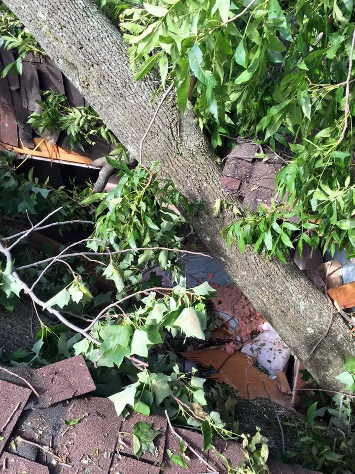 Custom lawn mowing service for year-round maintenance across Malvern, PA - Springfield Tree & Land