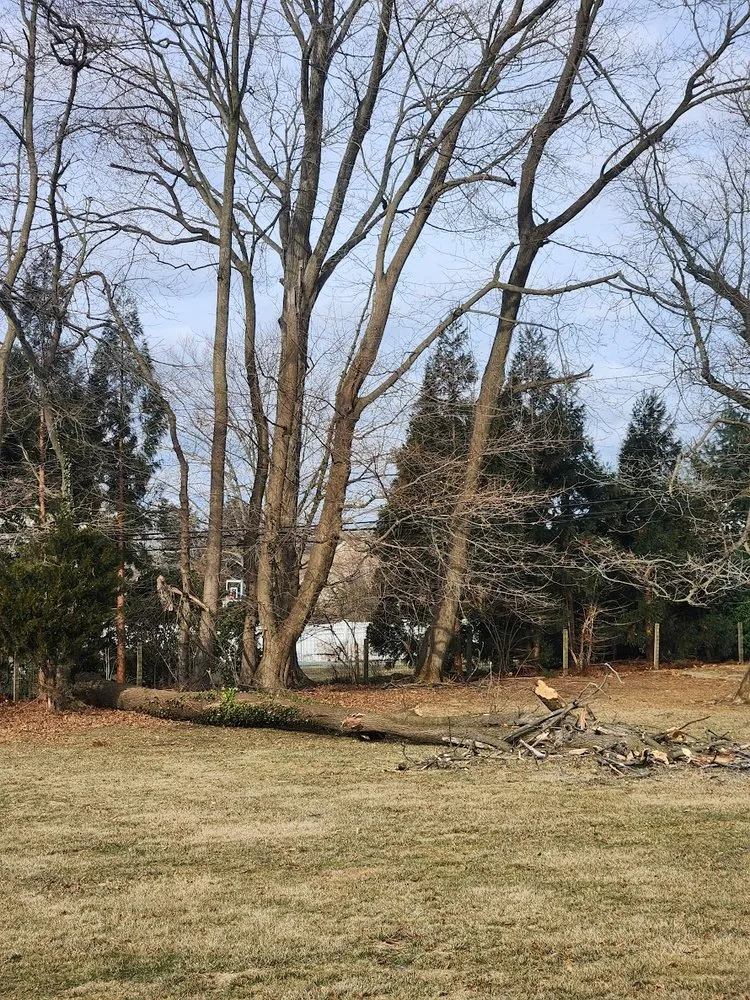 Trusted residential landscaping in Malvern, PA - Springfield Tree & Land