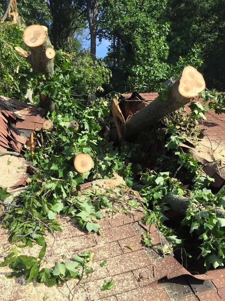 Top-rated lawn care service in Malvern, PA by Springfield Tree & Land