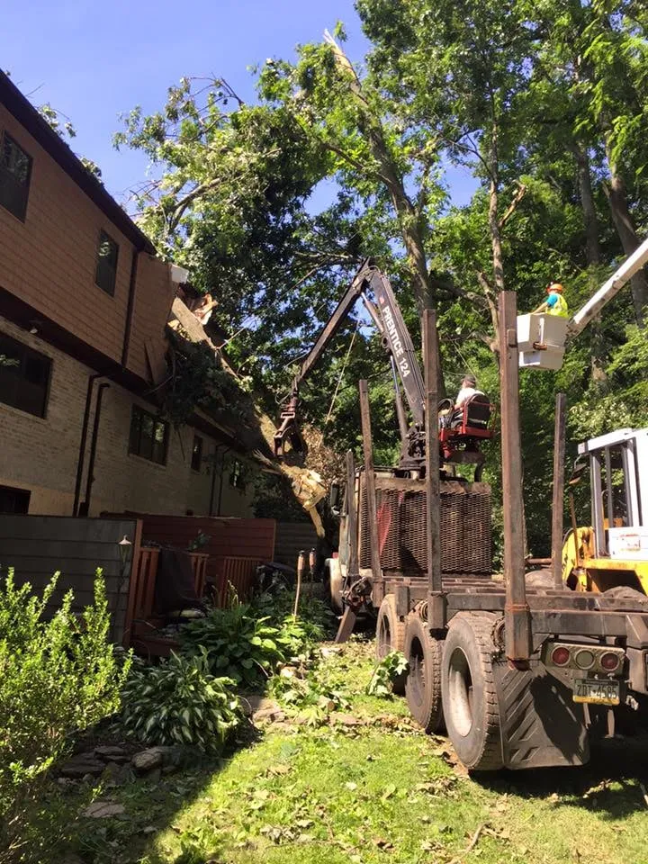 Affordable lawn care service in Malvern, PA by Springfield Tree & Land