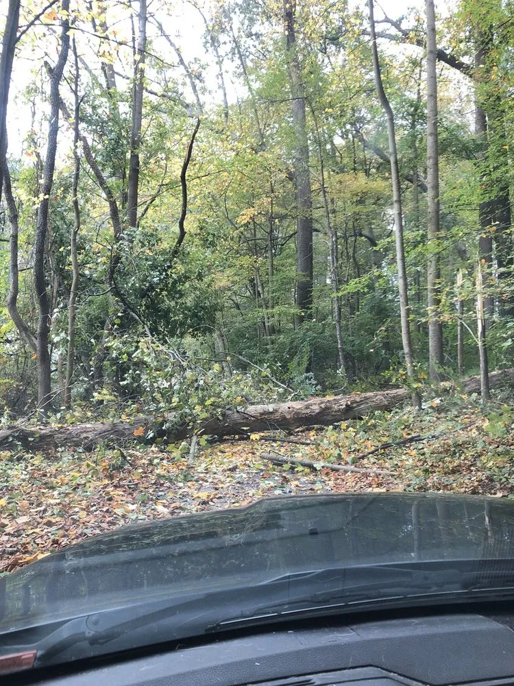 Reliable yard maintenance in Malvern, PA by Springfield Tree & Land