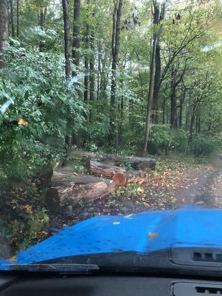 Professional yard maintenance for outdoor upgrades across Malvern, PA - Springfield Tree & Land