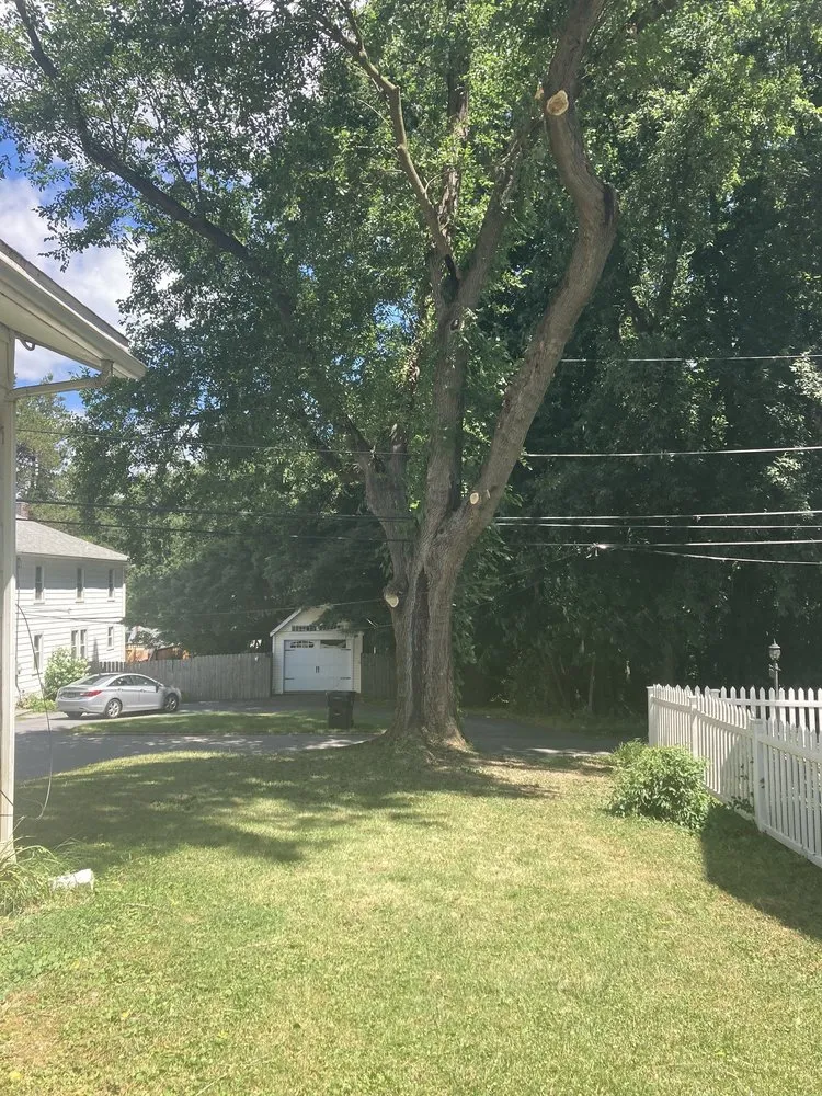 Expert lawn care service in Malvern, PA by Springfield Tree & Land