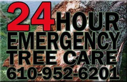 Top-rated yard cleanup service in Malvern, PA by Springfield Tree & Land